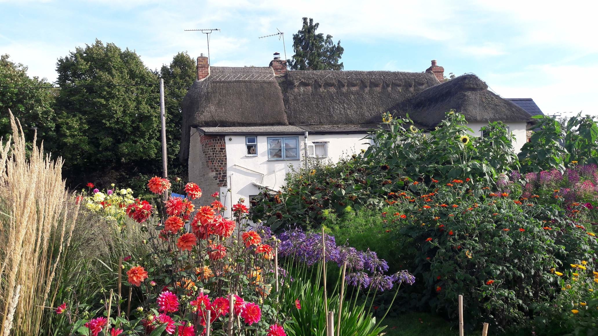 Cottage garden