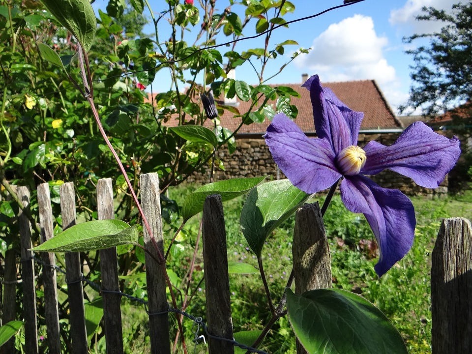 Natuurlijke omheining cottage tuinstijl